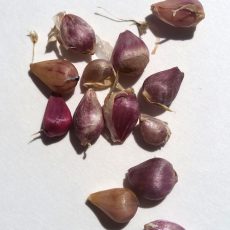 Seeds, Roots & Tubers