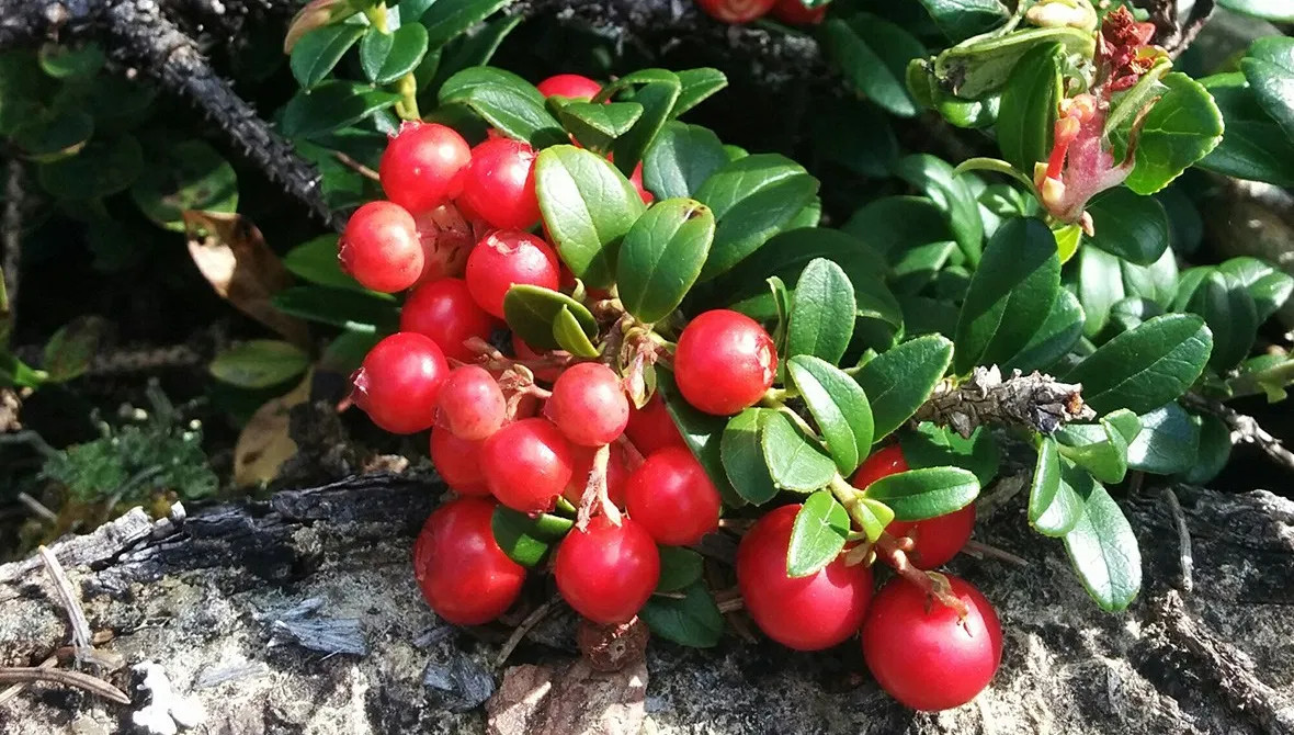 Lingonberry Vaccinium vitis-idaea – SHIPS FALL 2023 - Pine River Farm