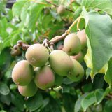 Anna – Female Hardy Kiwi 1-2 Year Old Plant – Actinidia arguta – SHIPS ...