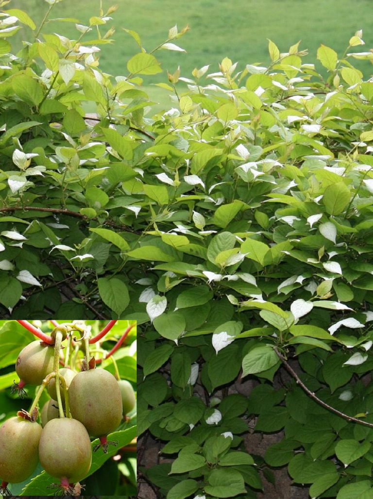 Meader – Male Hardy Kiwi 1-2 year old Plant – Actinidia arguta – SHIPS ...