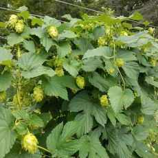 Hops