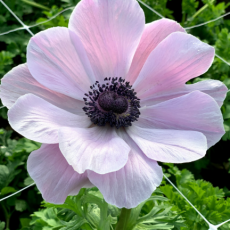 Anemone