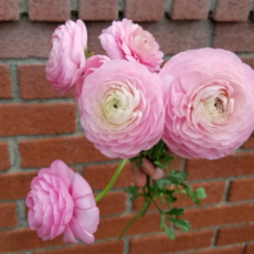 Ranunculus
