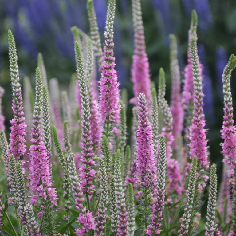 Veronica Longifolia, Perfectly Picasso - Pine River Farm