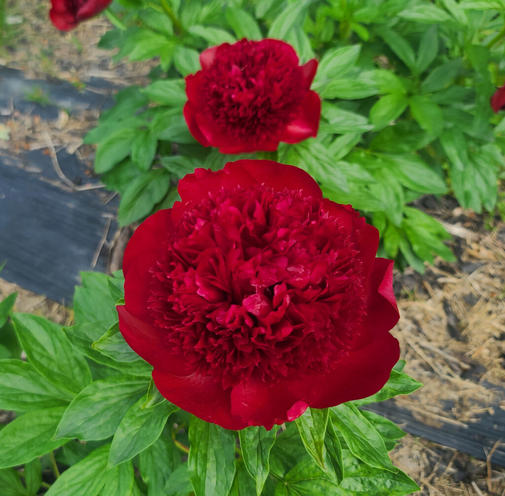 Red Charm Peony 3/5 eyes- SHIPS SPRING 2025 - Pine River Farm