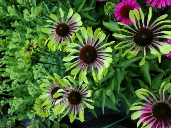 Green Twister Coneflower Plant - Echinacea purpurea - SHIPS SPRING 2025 - Image 3