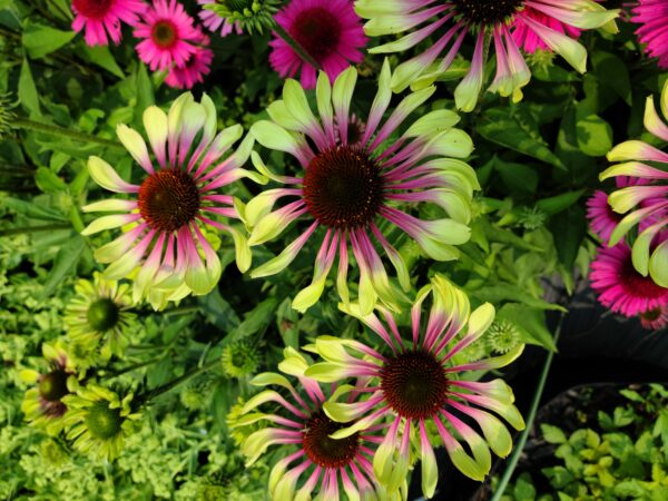 Green Twister Coneflower Plant - Echinacea purpurea - SHIPS SPRING 2025 - Image 2