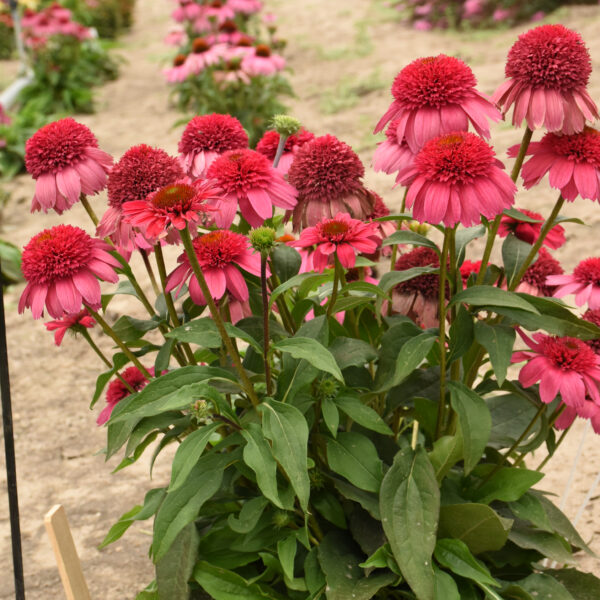 DOUBLE DIPPED® Watermelon Sugar Echinacea  - SHIPS SPRING 2025 - Image 2