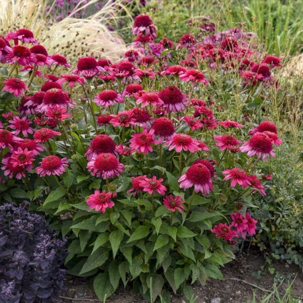 DOUBLE DIPPED® Watermelon Sugar Echinacea  - SHIPS SPRING 2025