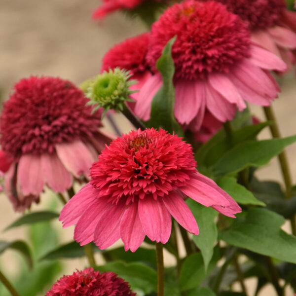 DOUBLE DIPPED® Watermelon Sugar Echinacea  - SHIPS SPRING 2025 - Image 3