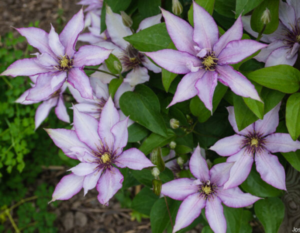 Samaritan Jo Clematis Plant - SHIPS SPRING 2025