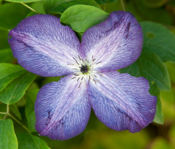 Venosa Violacea Clematis Plant - SHIPS SPRING 2025 - Image 2