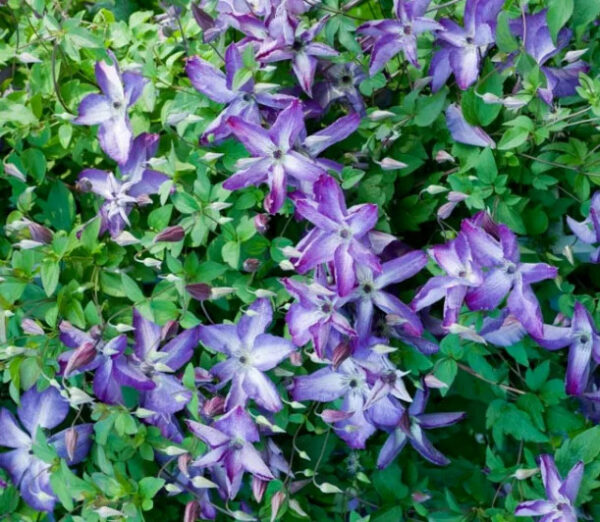 Venosa Violacea Clematis Plant - SHIPS SPRING 2025 - Image 3