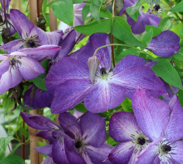 Venosa Violacea Clematis Plant - SHIPS SPRING 2025