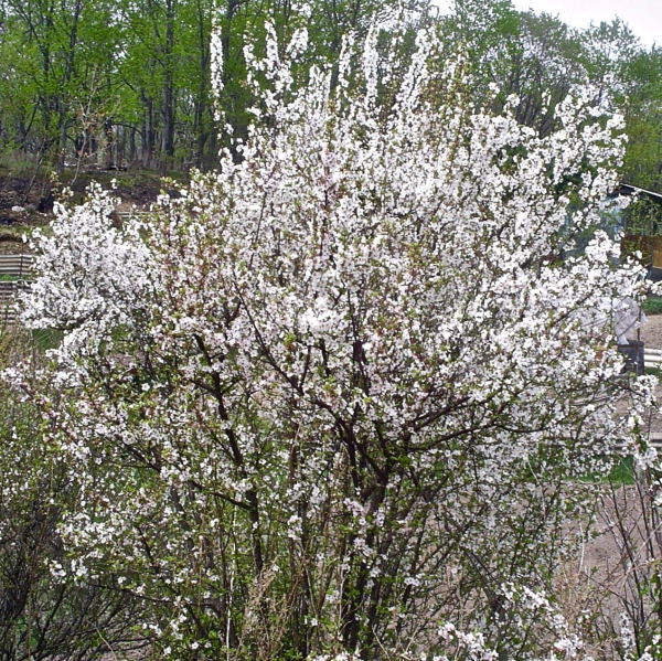 Jules White Nanking Bush Cherry - SHIPS SPRING 2025 (Copy) - Image 3
