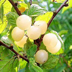 Ian White Nanking Bush Cherry - SHIPS SPRING 2025
